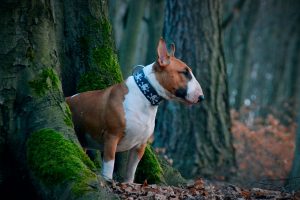 Bull Terrier