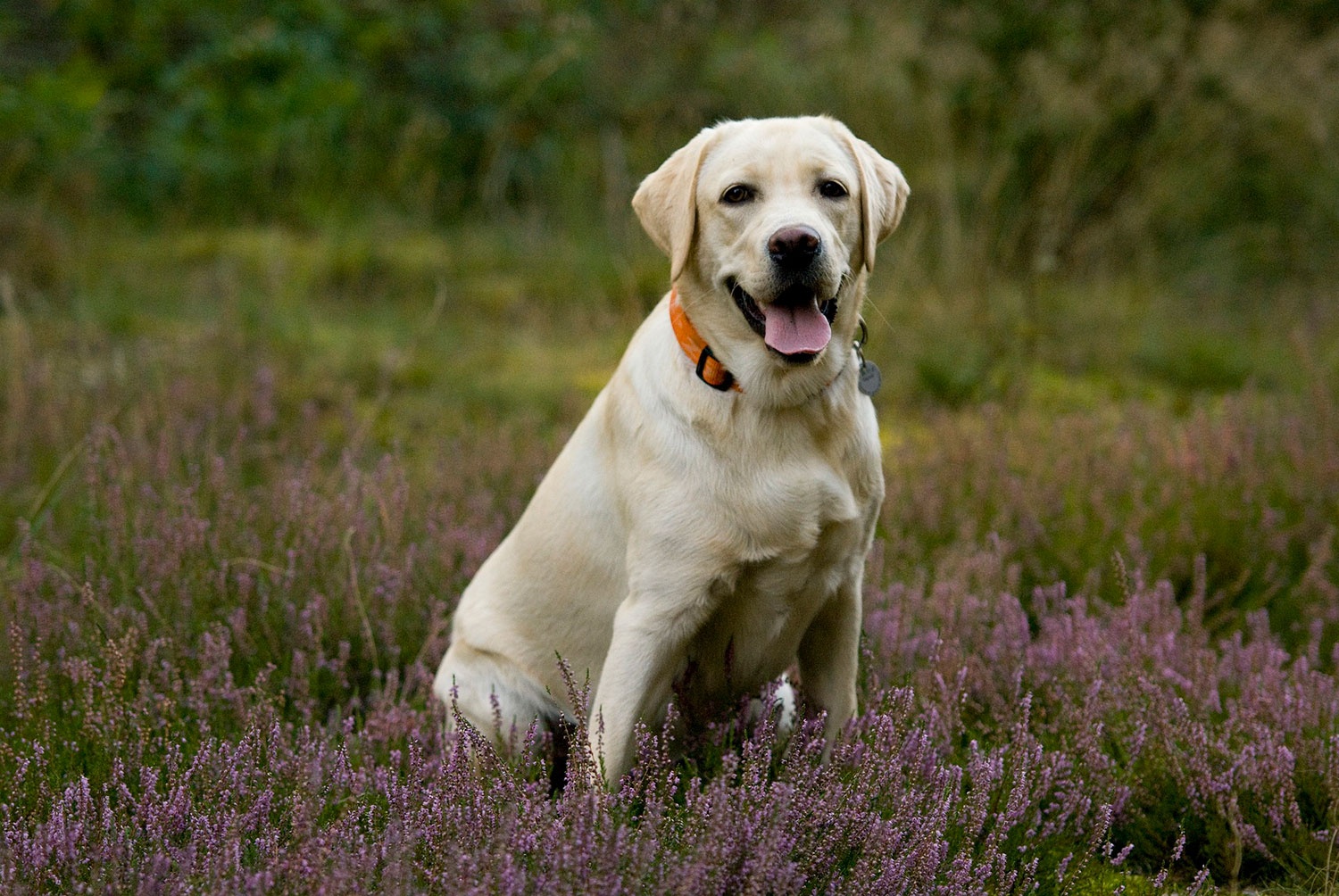 Labrador Retriever Weiblich _ Labrador Retriever Steckbrief – UQACLG