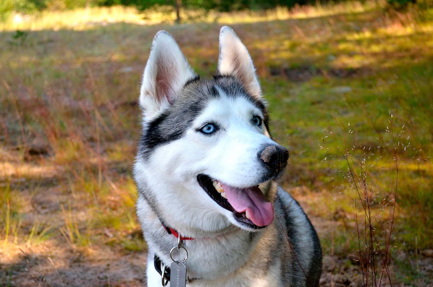 Zeal Imagination meddelelse Siberian Husky - Læs alt om hunderacen her!