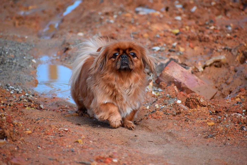 Pekingeser