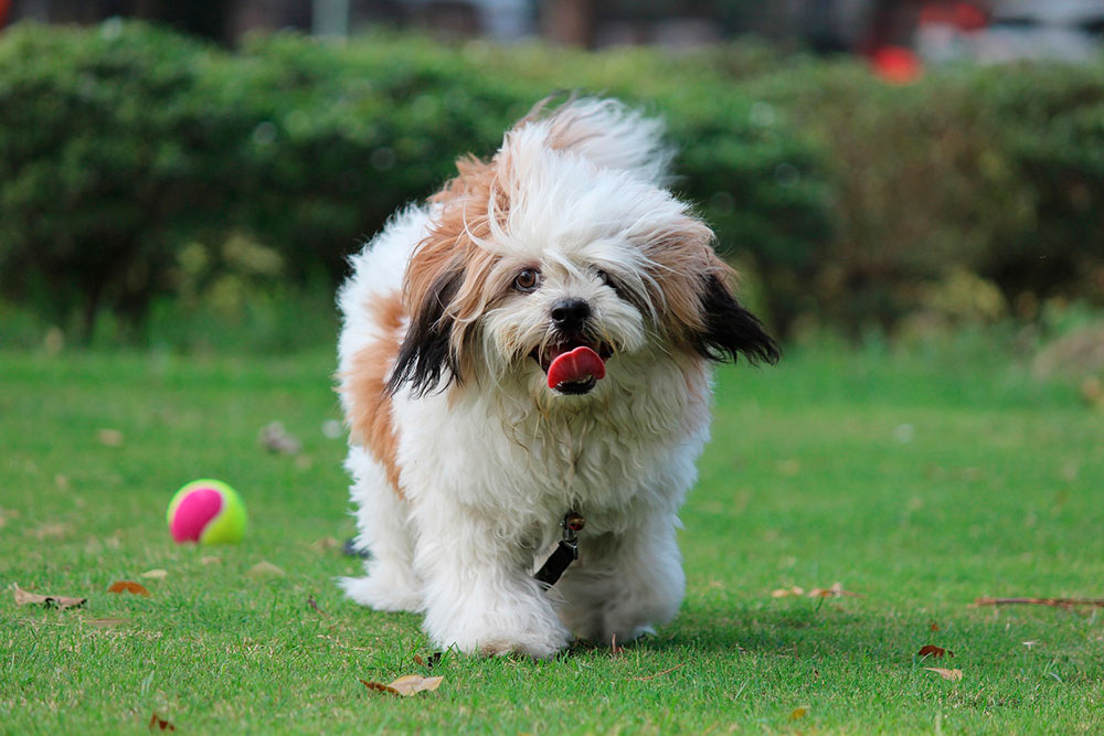 Lhasa apso