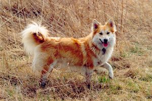 Islandsk fårehund