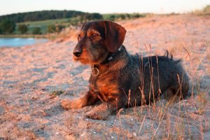 Ruhåret gravhund