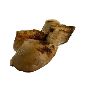 Whesco Store Ko klove Kødben Naturlig Snack 10x10 cm 1 stk