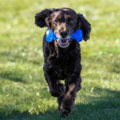 Ozami Kølelegetøj, Til Hund Kødben Blå 16x5x5cm