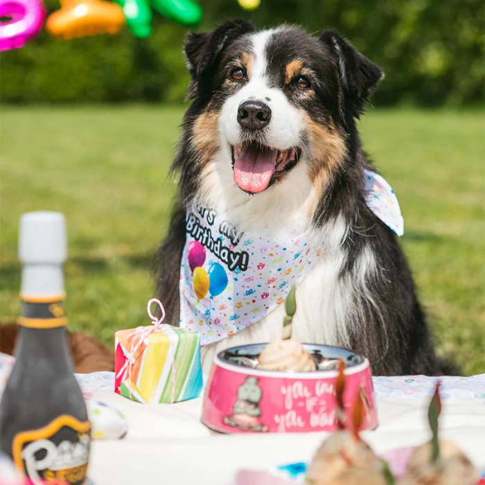Croci spiselig Party Lys, Fest Snack til Hund 4 stk (Bedst før 27.10.25) - Billede 2