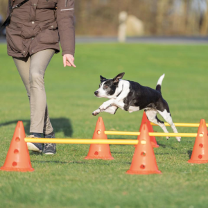 Trixie Hunde træning Agility/ Activity forhindrings sæt