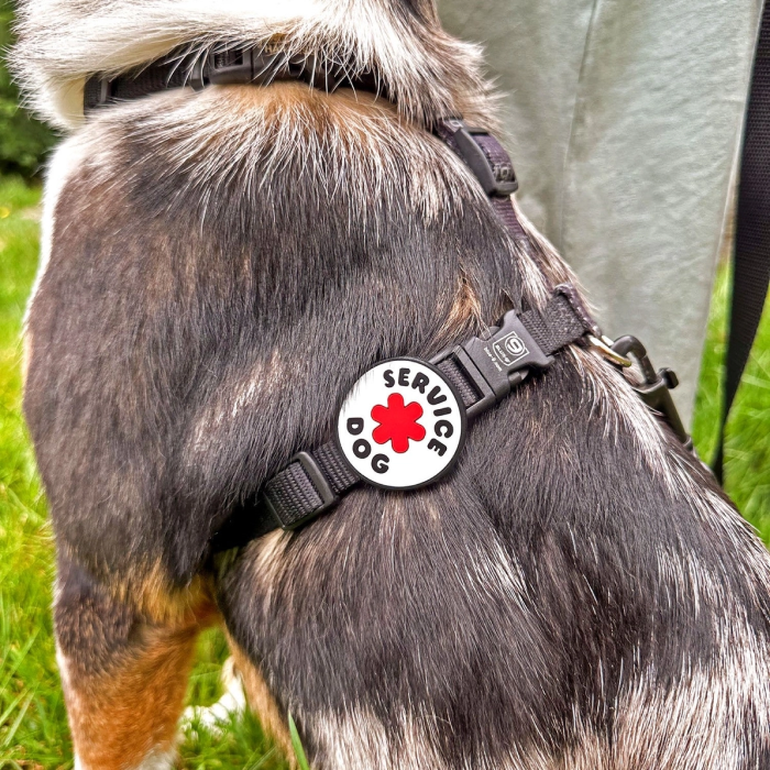 Hund i arbejde - "Service dog" - elastisk charm til Hundehalsbånd og Snor/Line - Billede 3
