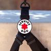 Hund i arbejde - "Service dog" - elastisk charm til Hundehalsbånd og Snor/Line