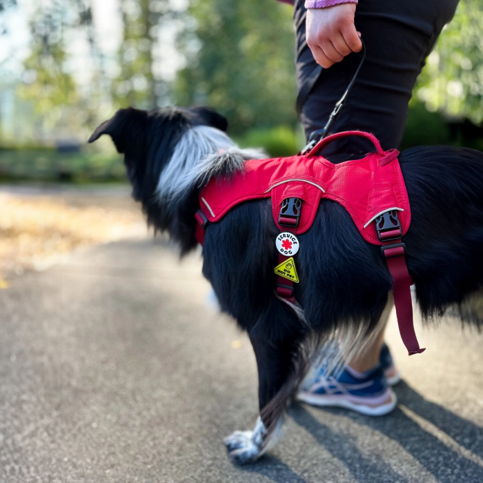 Hund i arbejde - "Service dog" - elastisk charm til Hundehalsbånd og Snor/Line