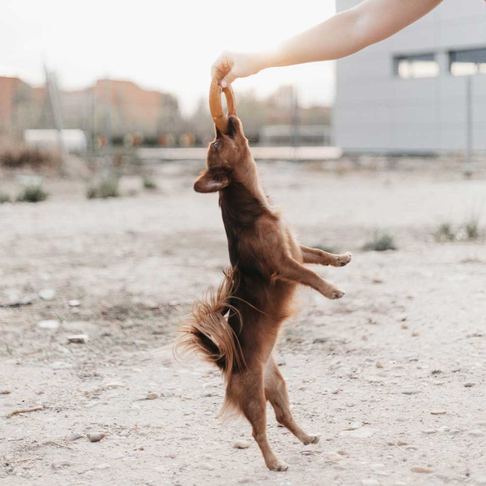 Retorn - Slidstærkt tygge legetøj til hund 100 % Øko harpiks, Rub Fly, EU - Billede 2