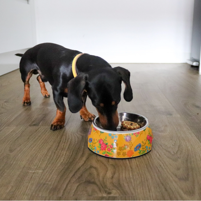 PawStory Avenue Classic Vandskål Til Hund & Kat - Floral Gul, 350 ml