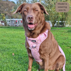 Pawstory Trail Buddy Harnass Sele til Hund - Chasing Rainbows