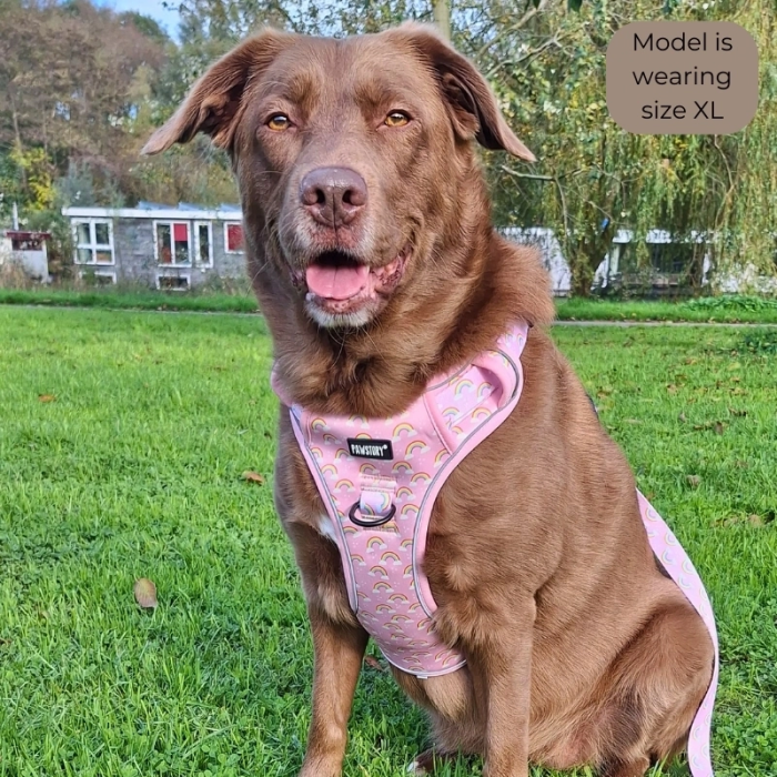 Pawstory Trail Buddy Harnass Sele til Hund - Chasing Rainbows