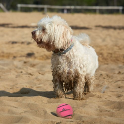 Dog Comets Starlight Tennisbold Legetøj til Hund M Ø6cm, Pink/ Orange/Grøn - Billede 3