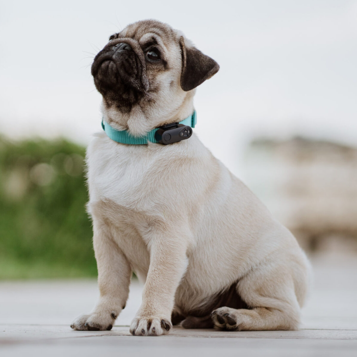 TICKLESS Mini Mod Flåter - Fri for Kemi - Genopladelig - Ultralyd Til Hund & Kat - Til halsbånd, Sort