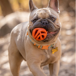 Chuckit Slidstærk Hundebold Air Fetch Ball Medium Ø 6cm Orange