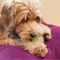 Dog Comets Glow in the Dark Moon Håndfør Legetøj til Hund M Ø6cm, Pink/ Orange/Grøn