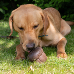 Orva Tuff Stuff Acorn Aktiverings legetøj til godbidder, Hund, Ø11 cm Brunt