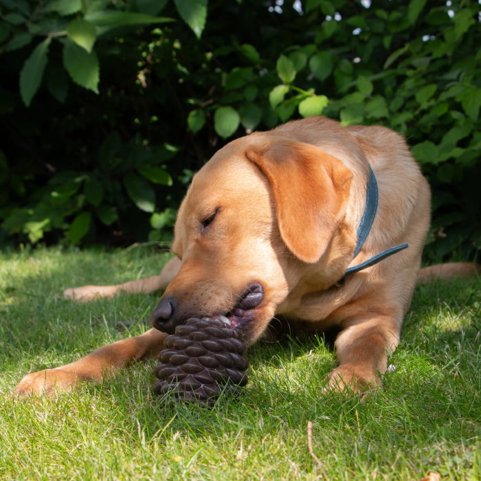 Orva Tuff Stuff Pine Cone Aktiverings legetøj til godbidder, Hund, Ø12 cm Brunt - Billede 3