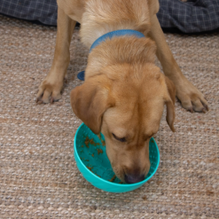 Orva Wobble Skål Mental Aktiverings legetøj til godbidder, Hund, Ø 21 x 10,5 cm, Grøn