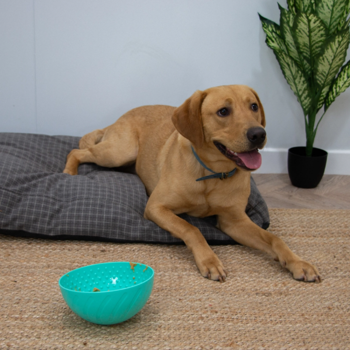 Orva Wobble Skål Mental Aktiverings legetøj til godbidder, Hund, Ø 21 x 10,5 cm, Grøn - Billede 2