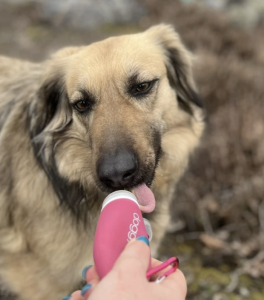 Blog - opskifter til doggytube fodertube på hundeglad.dk