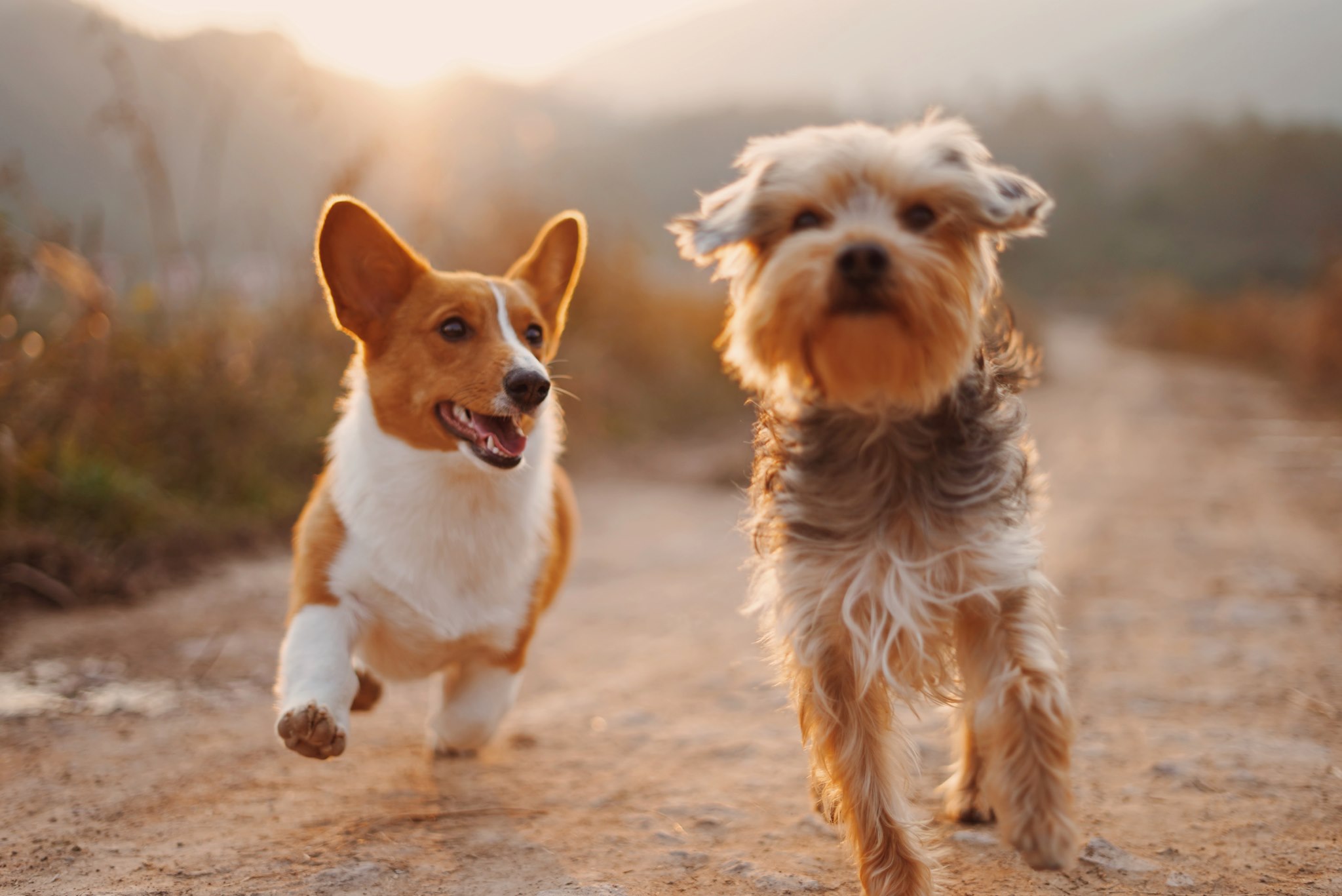 Forårs rabatter Hundeglad kategori