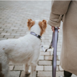 Hunter Multi-Function Neopren Hundesnor 2m x 2 cm Lavendel
