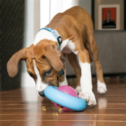 KONG Puppy Gyro Hundelegetøj Hvalp S 7cm Pink/Blå