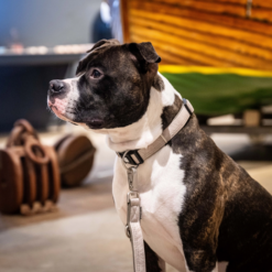 Max & Molly Smart Id Dog Hunde Halsbånd Sporbar Matrix 2.0 Sand - Billede 4
