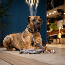 Max & Molly Smart Id Dog Hunde Halsbånd Sporbar Matrix 2.0 Stone