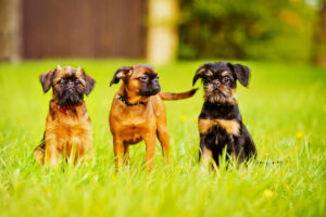 Griffon hund – komplet guide til Griffon Bruxellois, Griffon Belge og Petit Brabançon