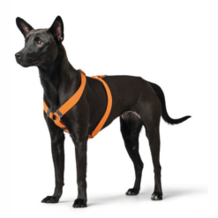 Alternative view of Hunter London Hundesele Orange