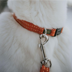 Hunter Tripoli Hundehalsbånd m. refleks Orange