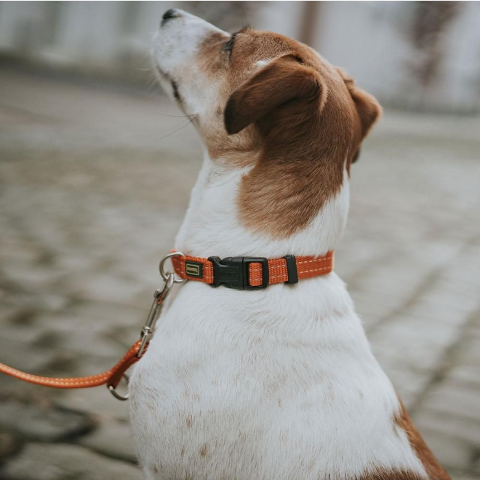 Hunter Tripoli Hundehalsbånd m. refleks Orange - Billede 3