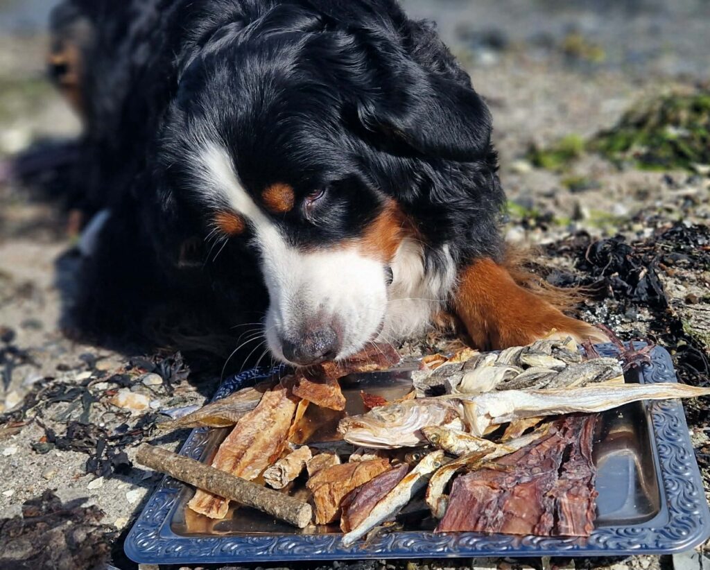 Lippas historie: Derfor har vi et stort udvalg af fiskeprodukter til hunde