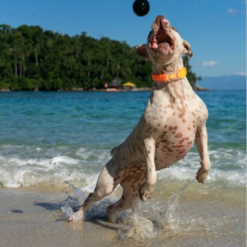 Zee.dog Cannon Ball 100% Naturlig Gummibold hund Sort Ø6cm